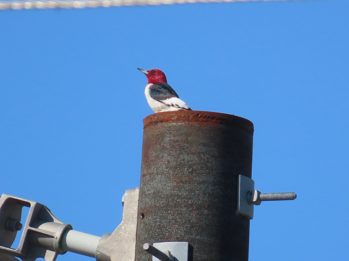 Pic à tête rouge - ML615362020