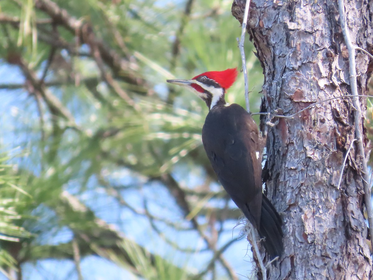 Pileated Woodpecker - Ardea Thurston-Shaine