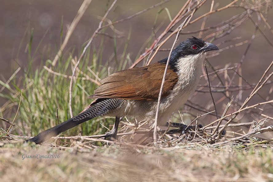 White-browed Coucal (Burchell's) - Giovanni Conca