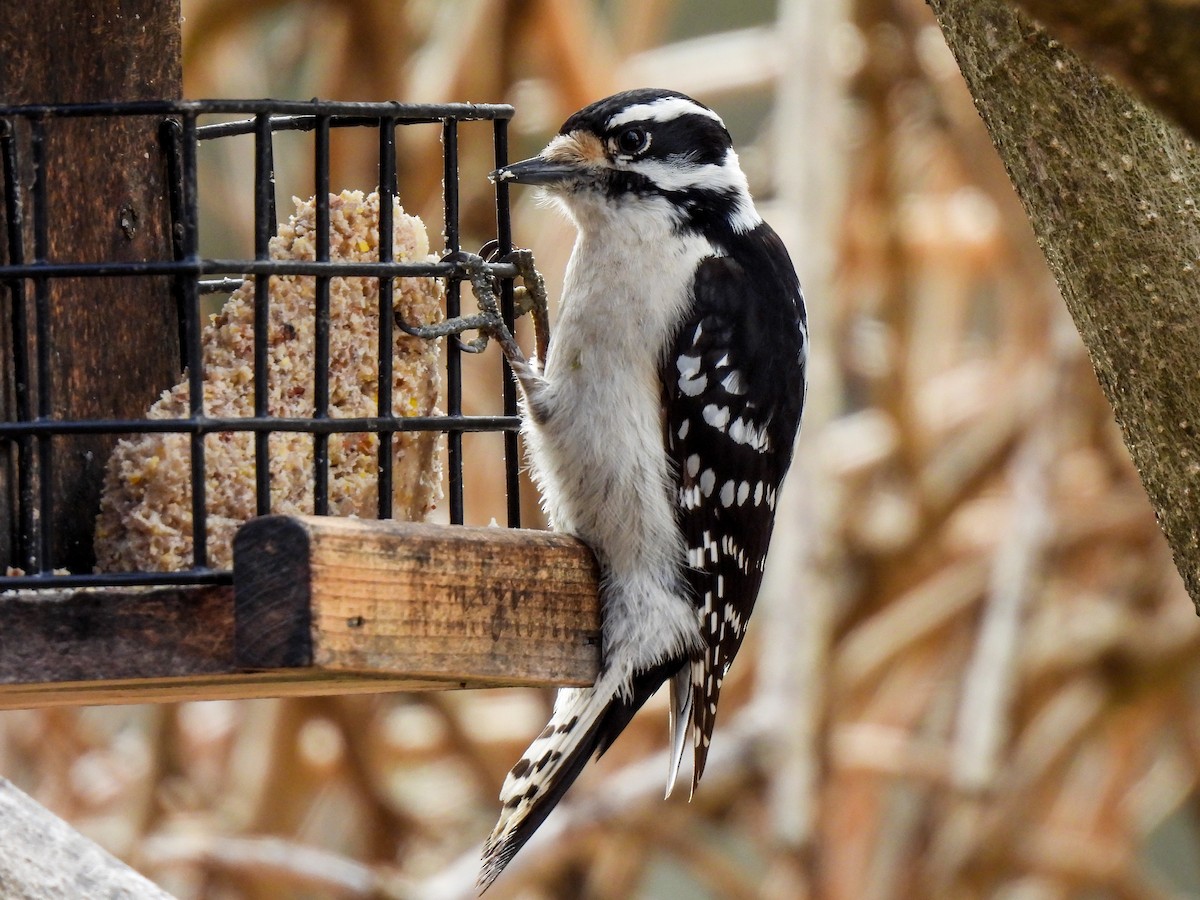 Downy Woodpecker - ML615362241