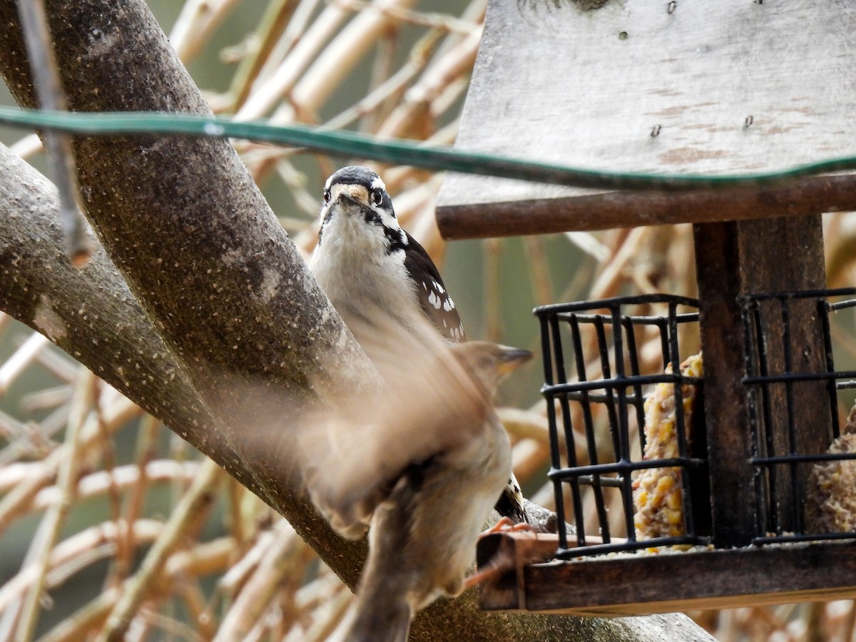 Downy Woodpecker - ML615362242