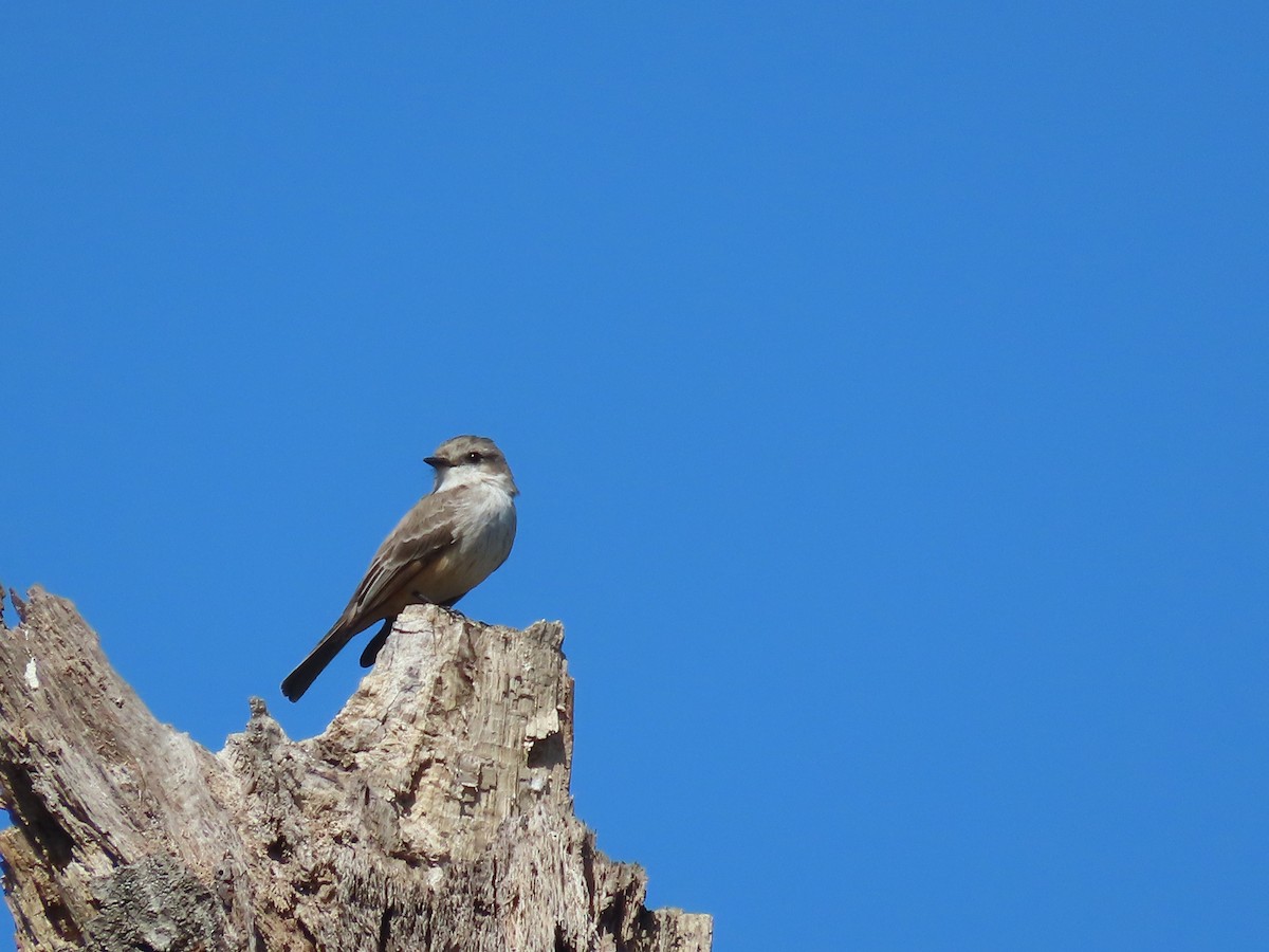 Vermilion Flycatcher - Ardea Thurston-Shaine