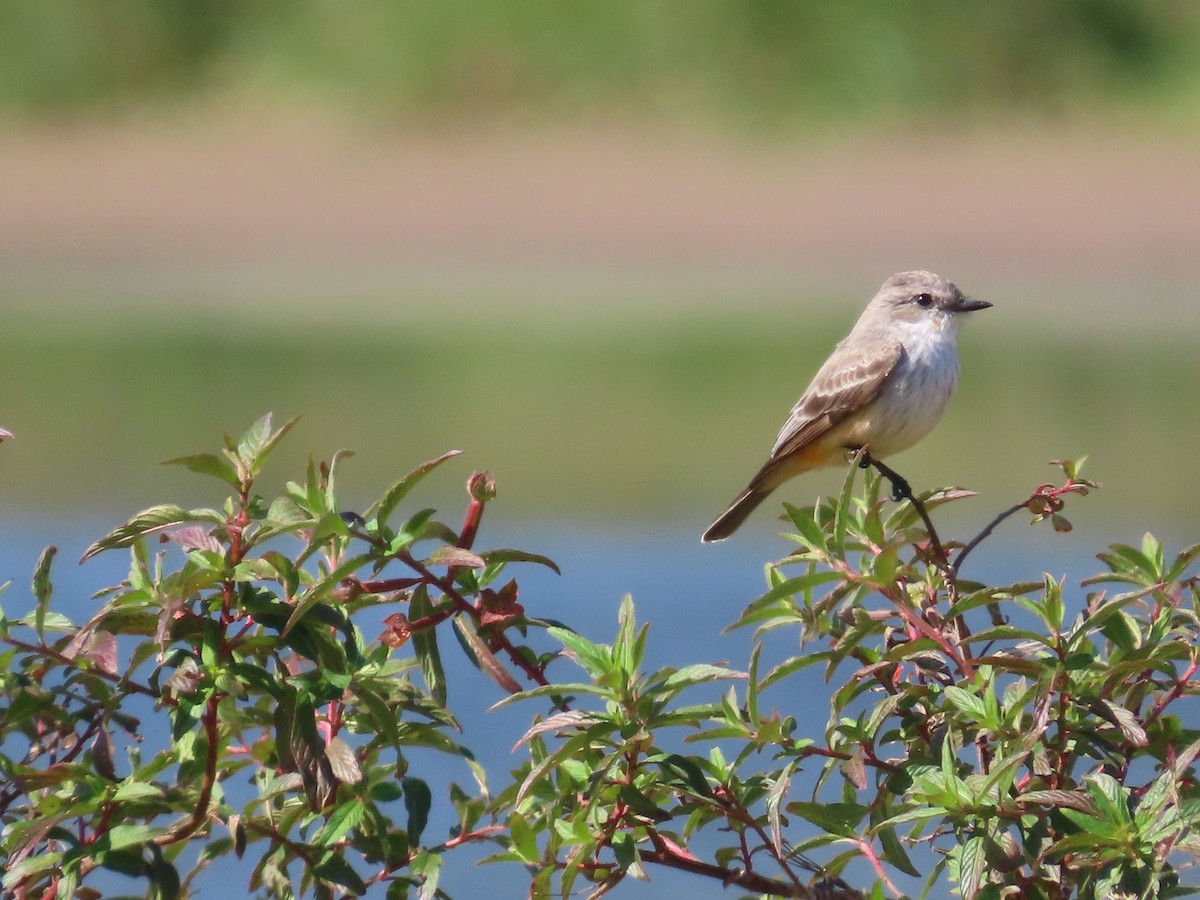 Vermilion Flycatcher - Ardea Thurston-Shaine