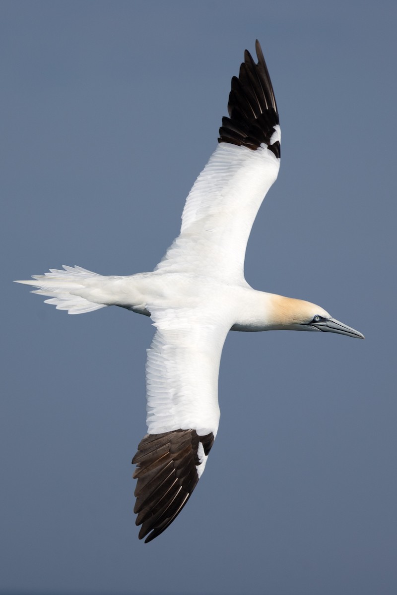 Northern Gannet - ML615362286