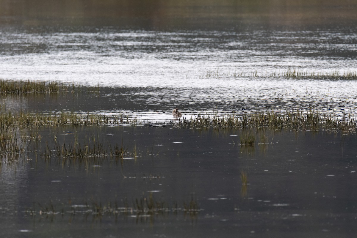 Eurasian Curlew - José Alberto Ramos Flecha