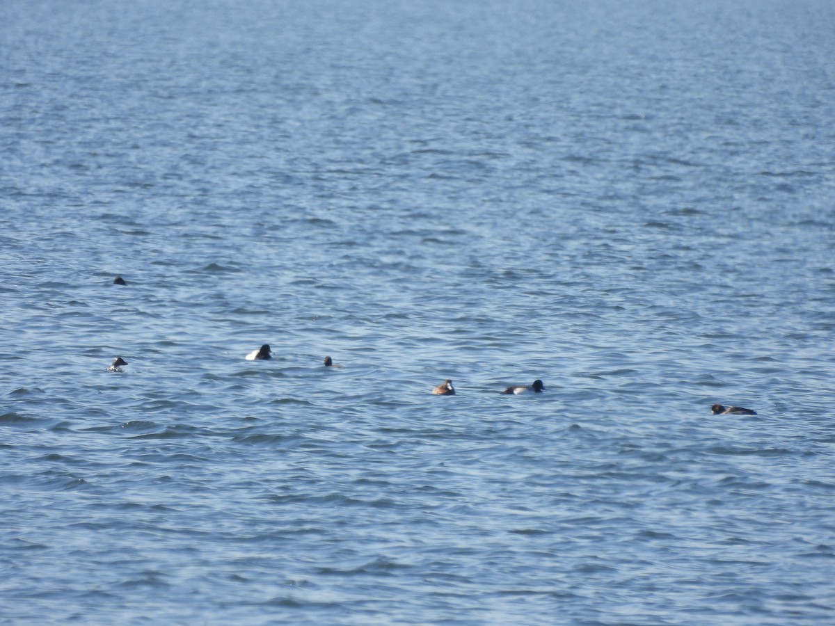 Greater Scaup - ML615362403