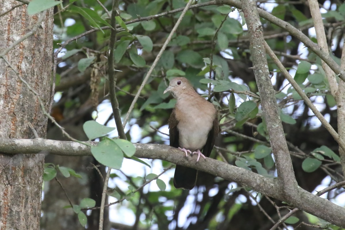 White-tipped Dove (decolor) - ML615362416