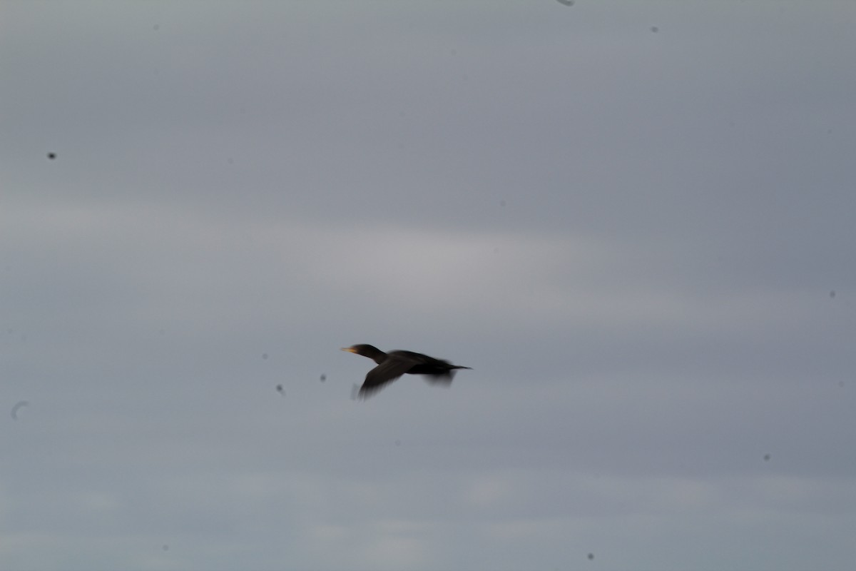 Double-crested Cormorant - ML615362420