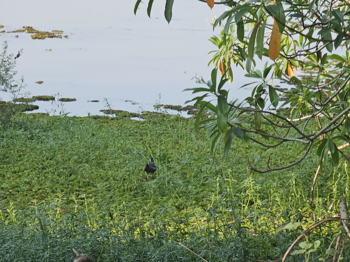 White-breasted Waterhen - ML615362442