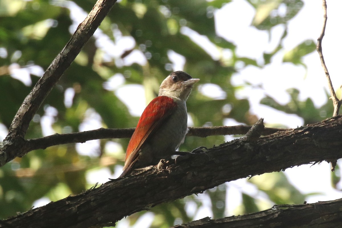 Scarlet-backed Woodpecker - ML615362536