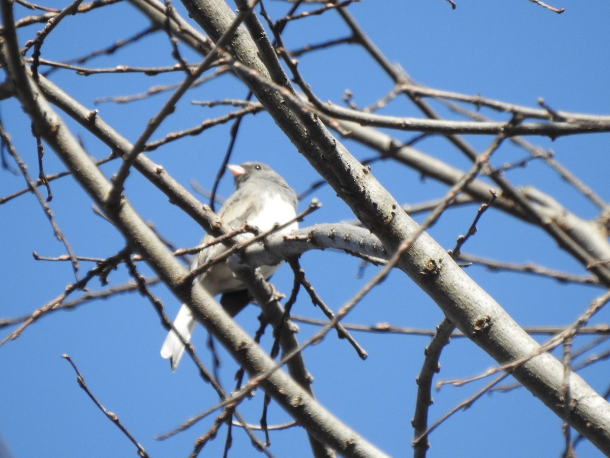 Junco Ojioscuro - ML615362561