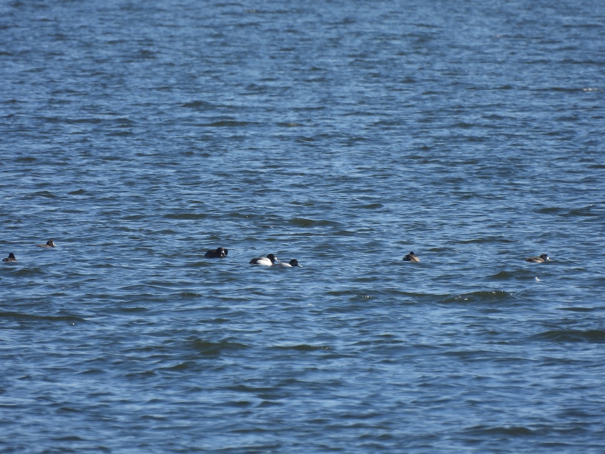Greater Scaup - ML615362562