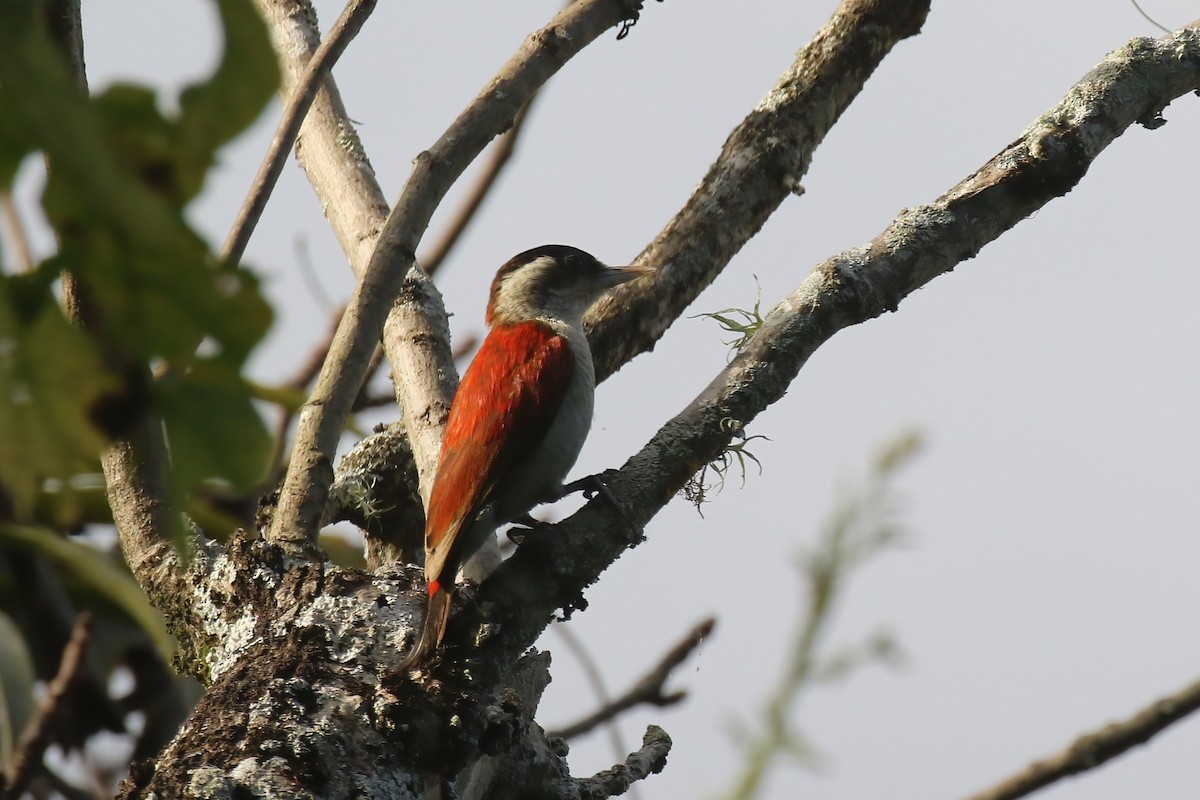 Scarlet-backed Woodpecker - Jildert Hijlkema