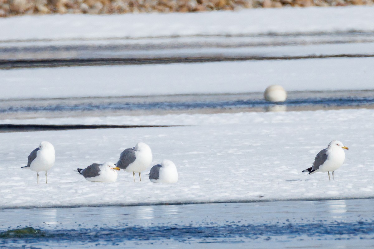 California Gull - ML615362587