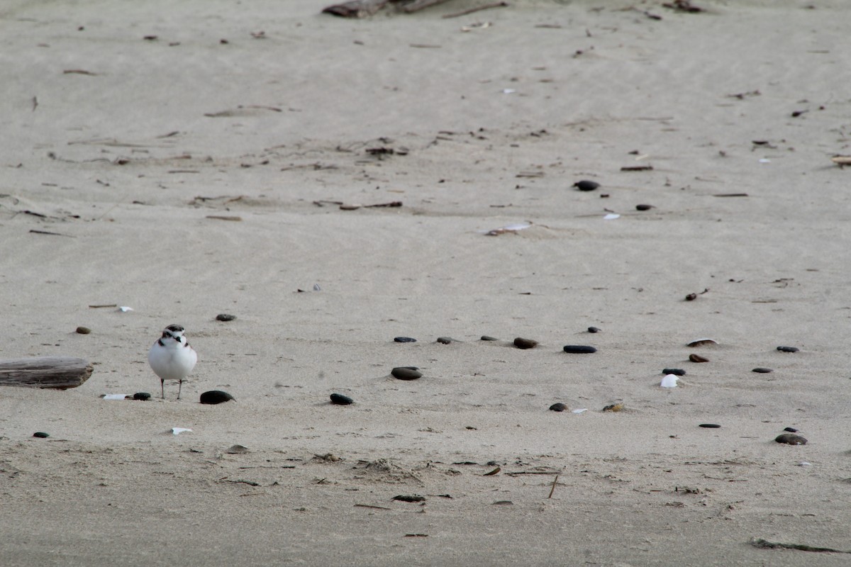 Snowy Plover - Ann Monk