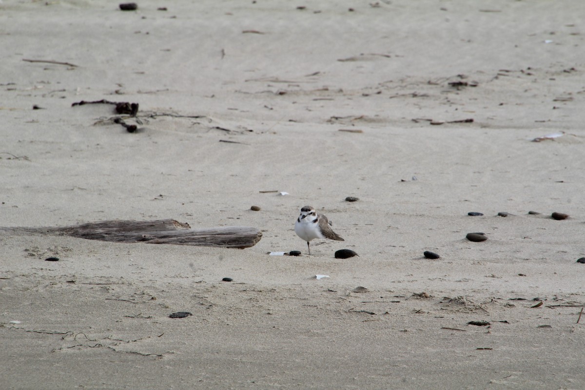 Snowy Plover - ML615362597