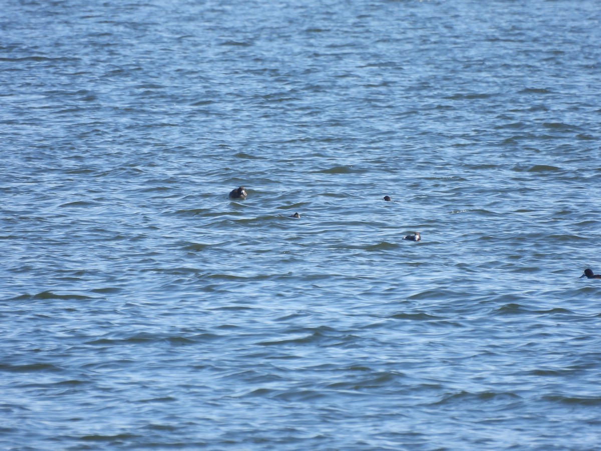 Ruddy Duck - ML615362609