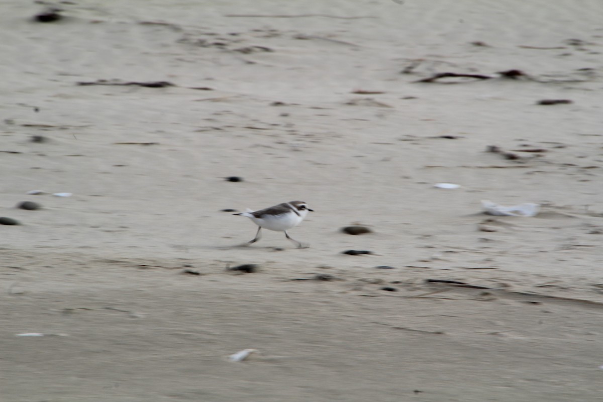 Snowy Plover - ML615362615