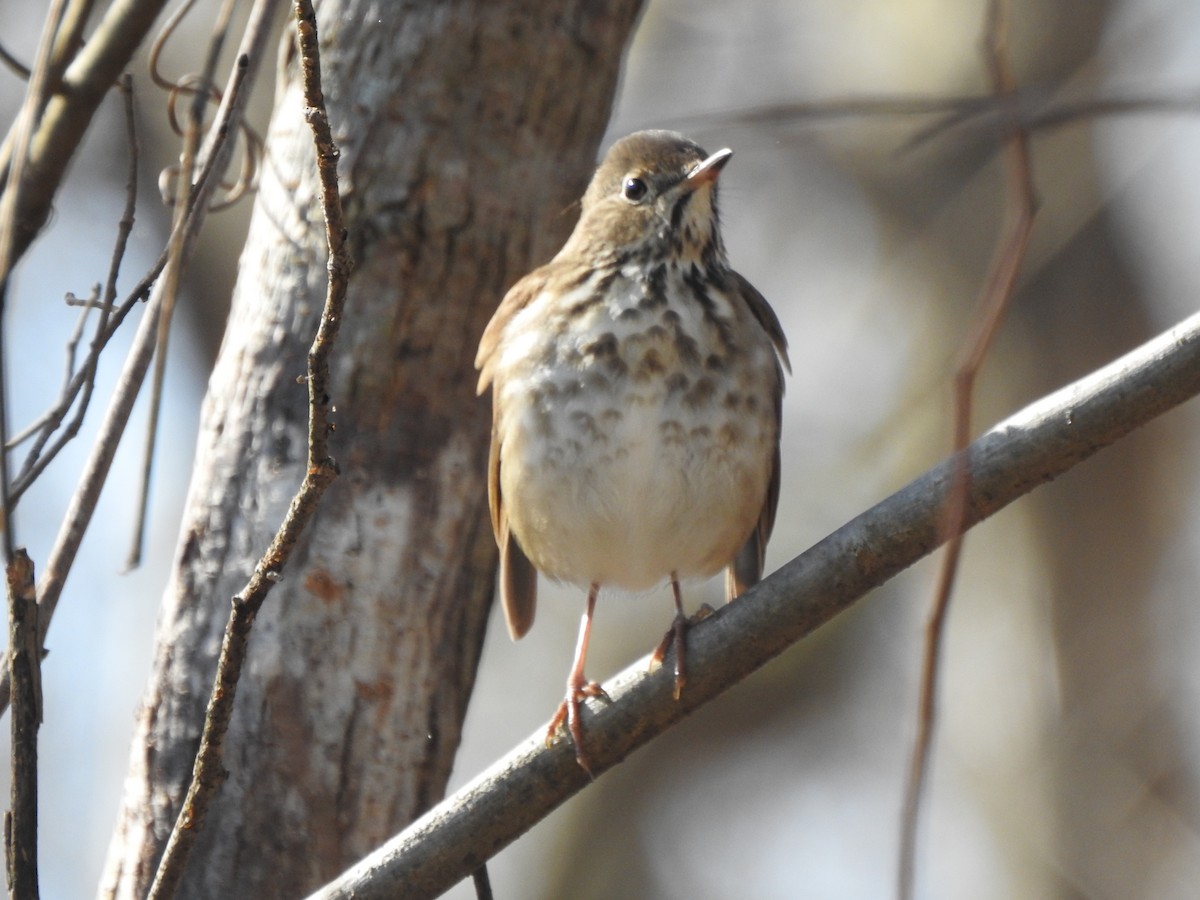 Hermit Thrush - Ron Marek