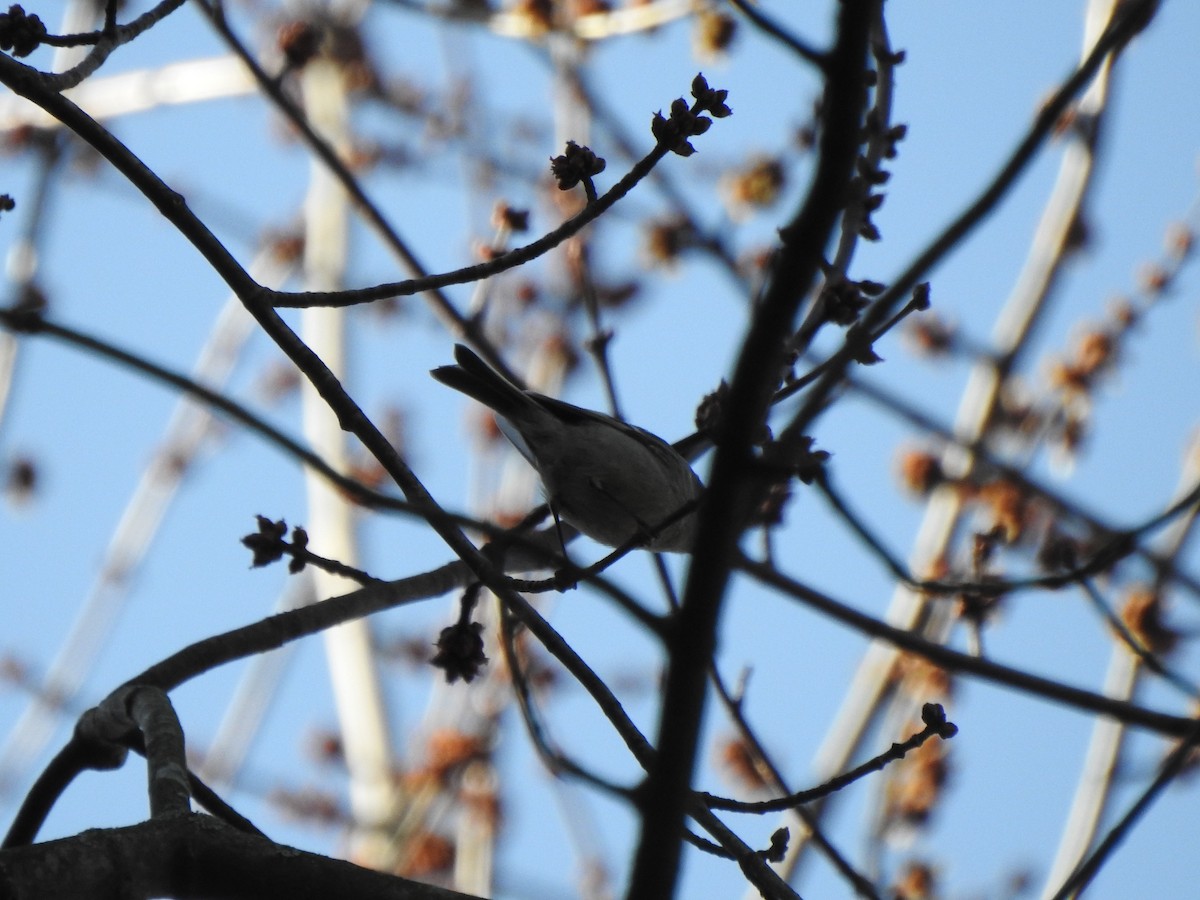 Golden-crowned Kinglet - Ron Marek