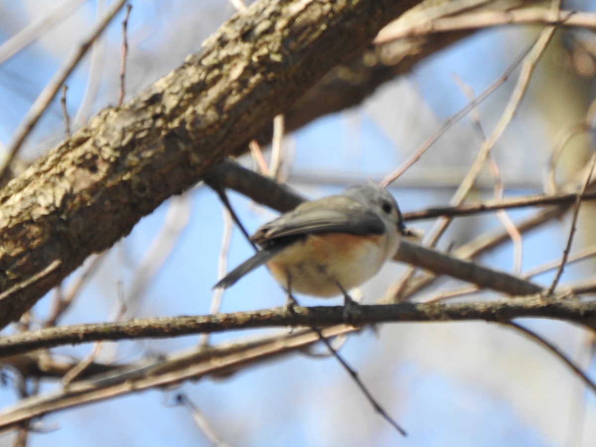 Tufted Titmouse - ML615362639