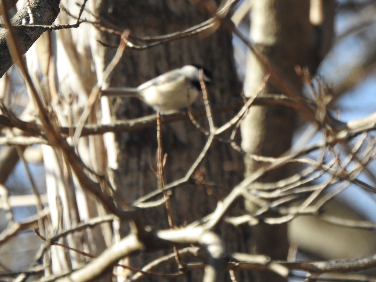 Carolina Chickadee - ML615362649