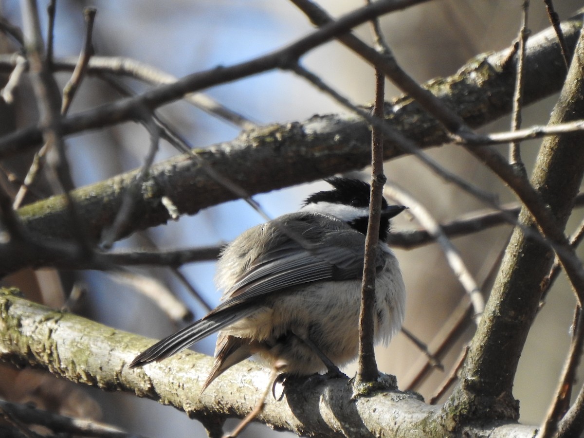 Carolina Chickadee - ML615362650