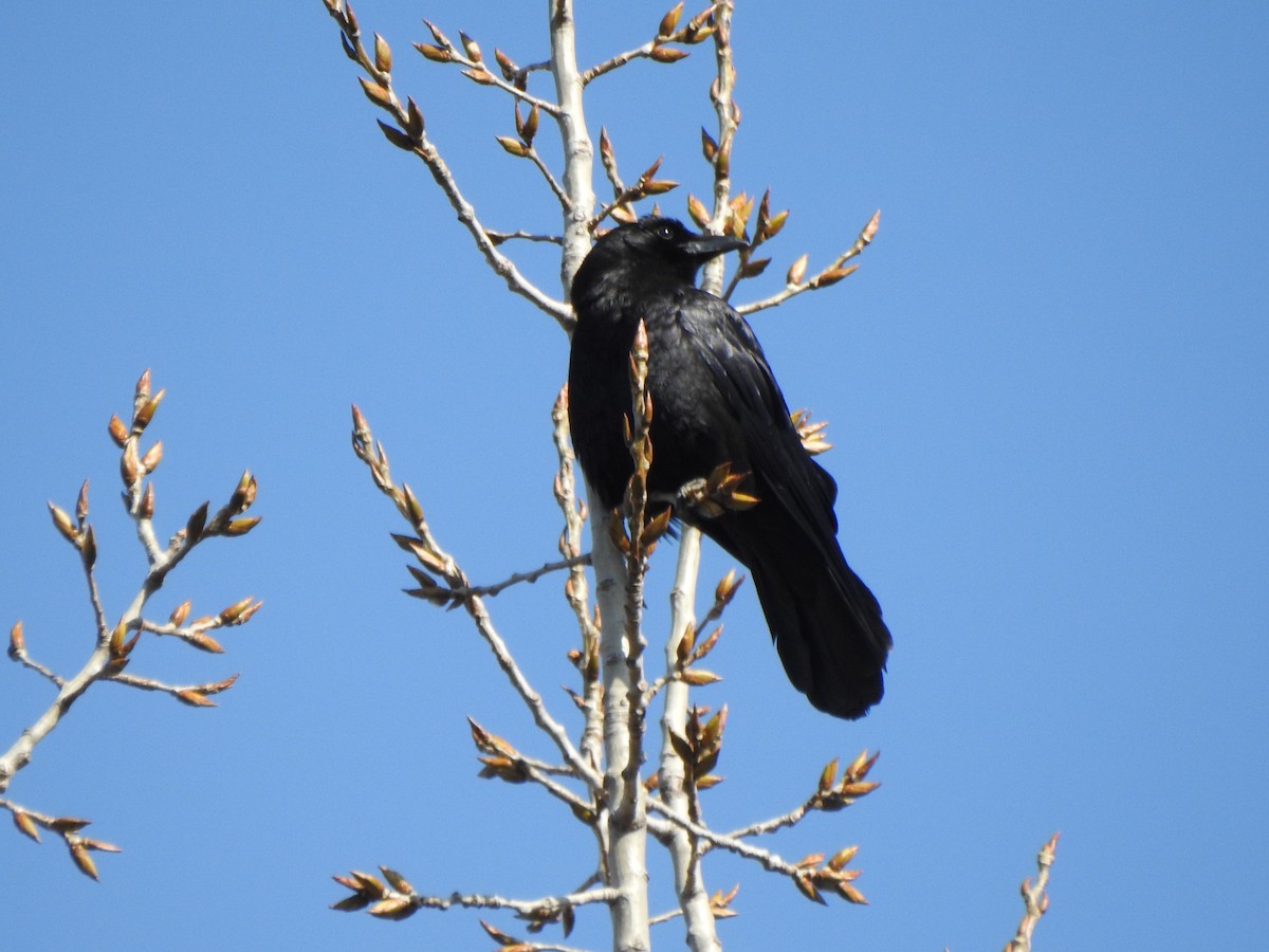 American Crow - ML615362655