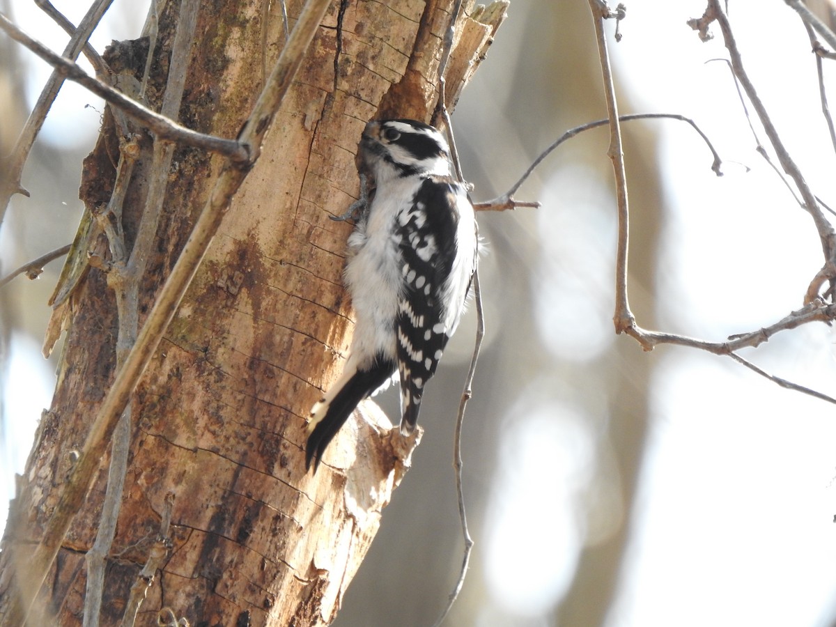 Downy Woodpecker - ML615362663