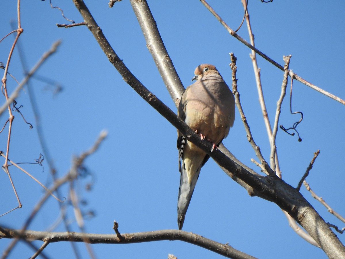 Mourning Dove - ML615362680