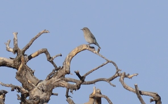 Mountain Bluebird - ML615362738