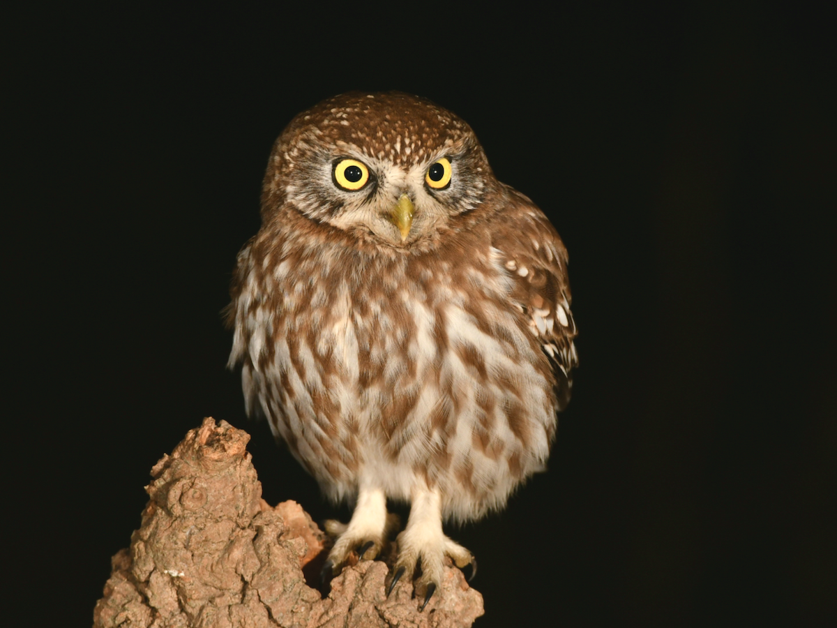 Little Owl - Claudio Danesi