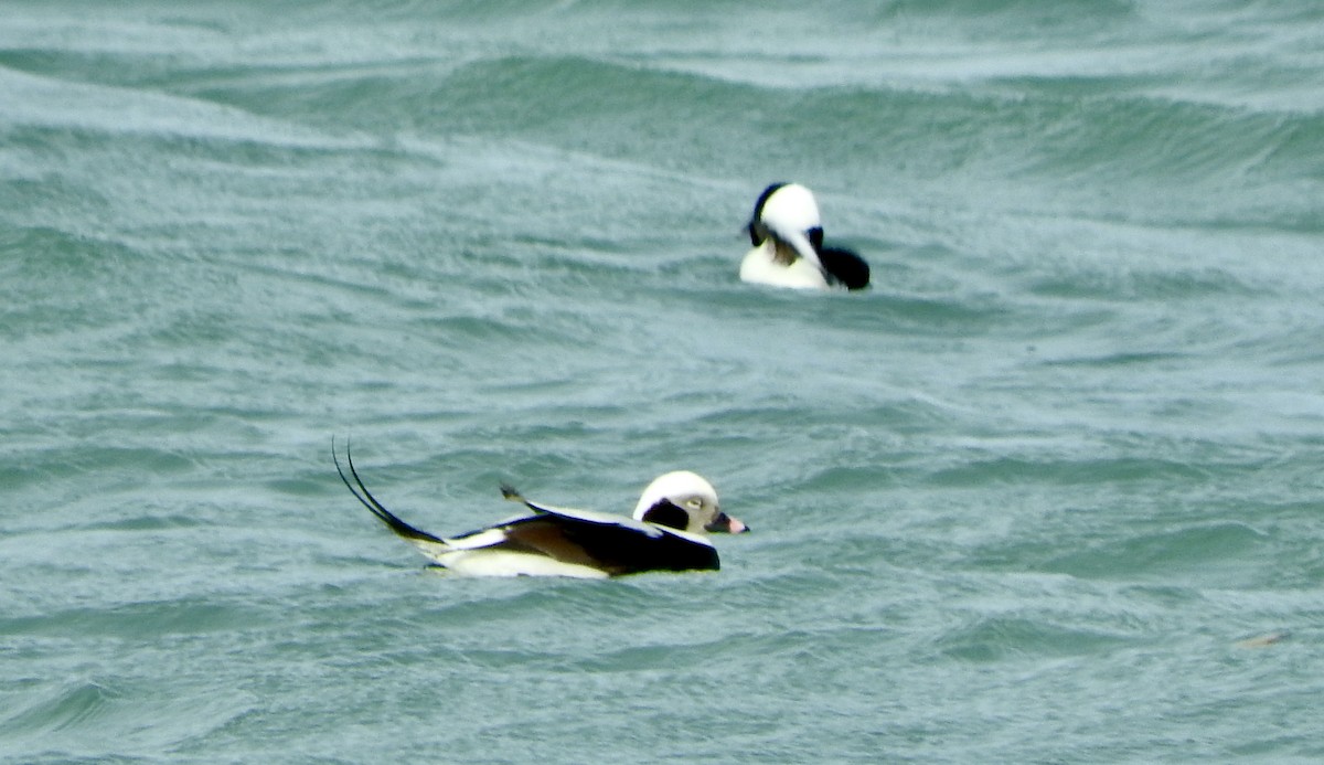 Long-tailed Duck - Ozzerina Gall