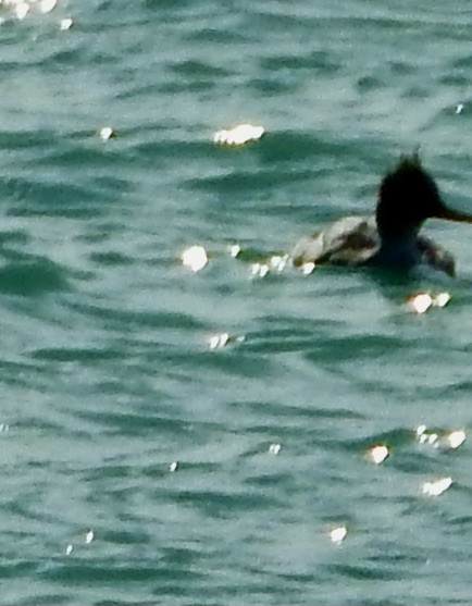 Red-breasted Merganser - Ozzerina Gall