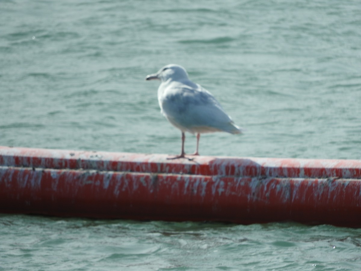 Glaucous Gull - Ozzerina Gall