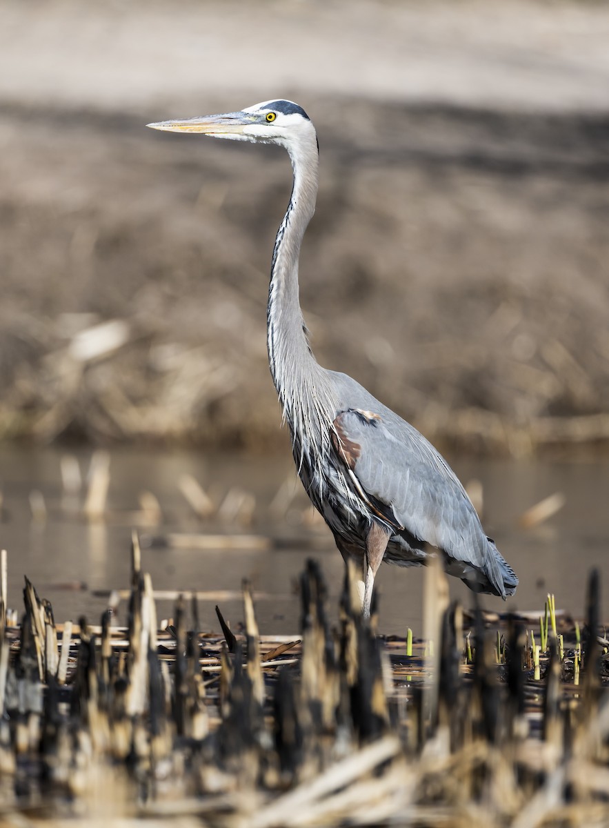 Great Blue Heron - ML615362883