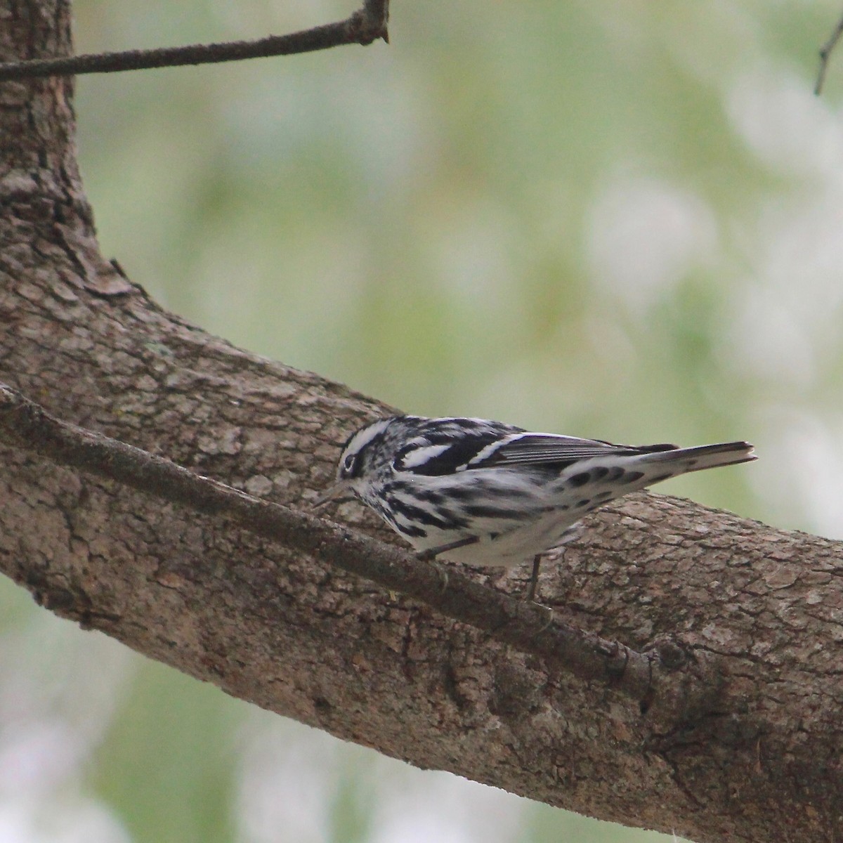 Black-and-white Warbler - Anonymous