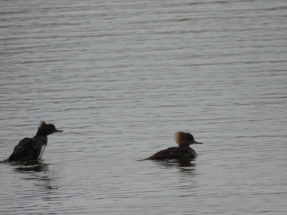 Hooded Merganser - ML615362892