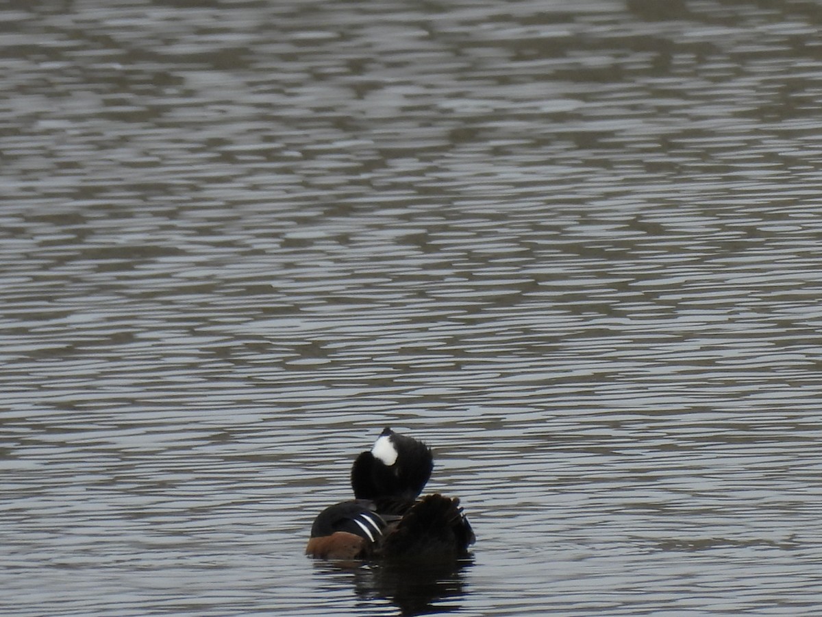 Hooded Merganser - ML615362894