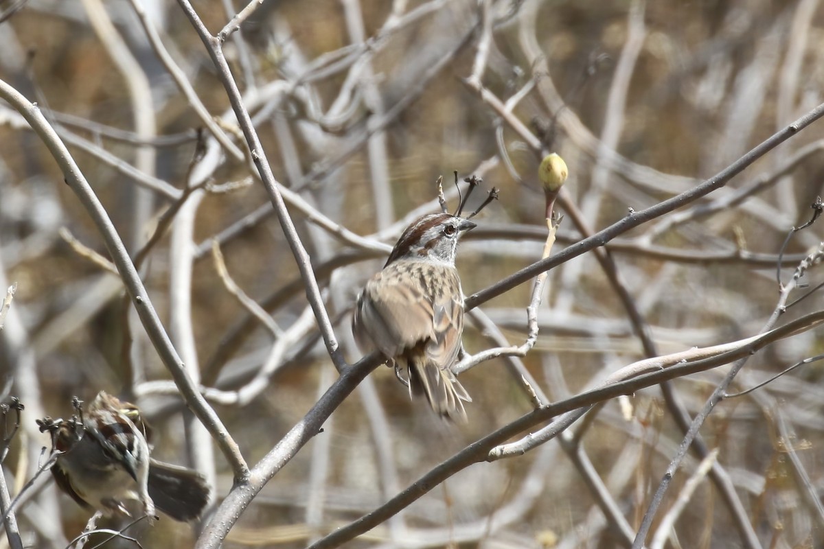 Tumbes Sparrow - Jildert Hijlkema