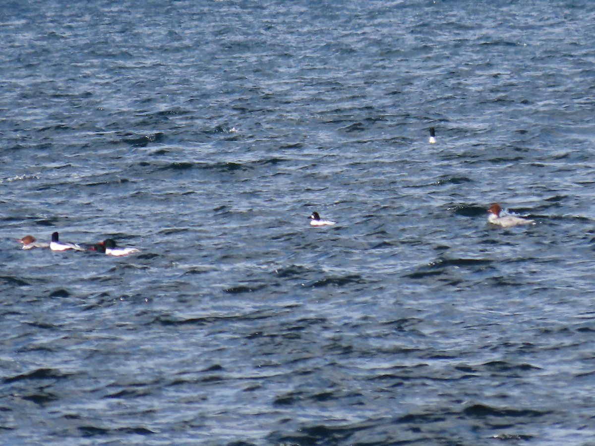 Common Goldeneye - Michel J. Chalifoux