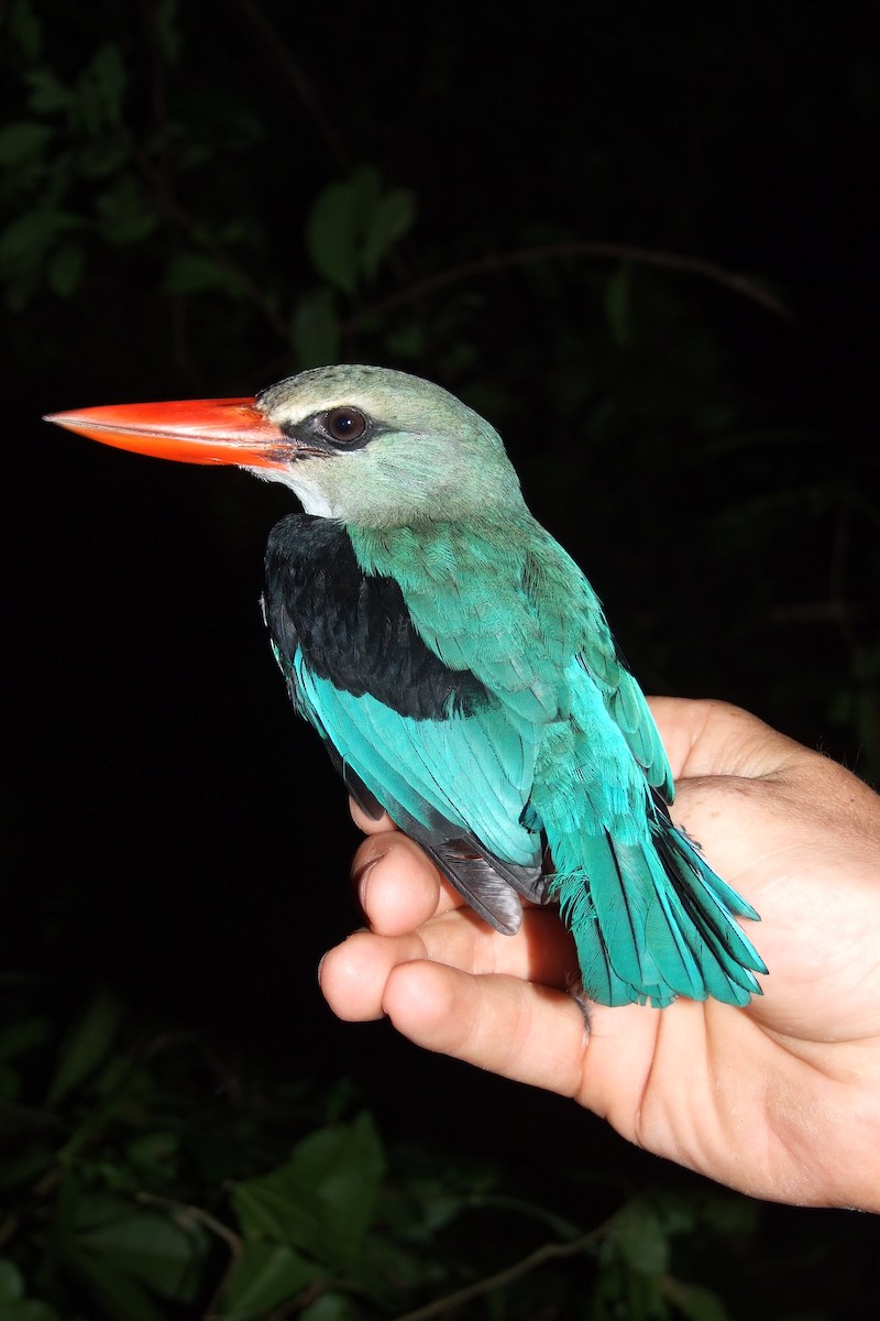 Mangrove Kingfisher - ML615362930