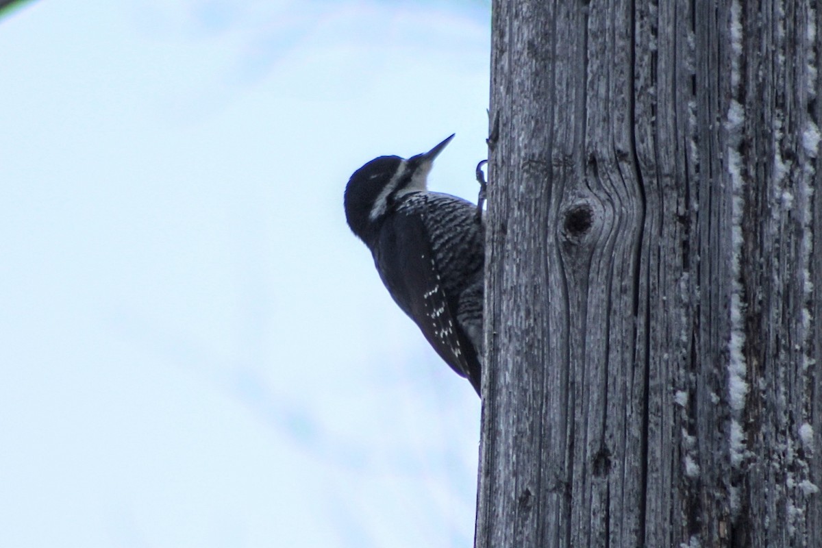 Black-backed Woodpecker - ML615362934