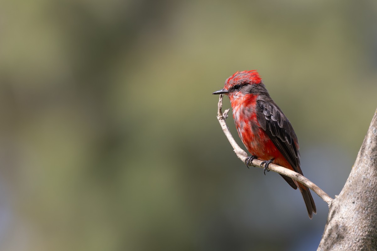 Vermilion Flycatcher - ML615362941