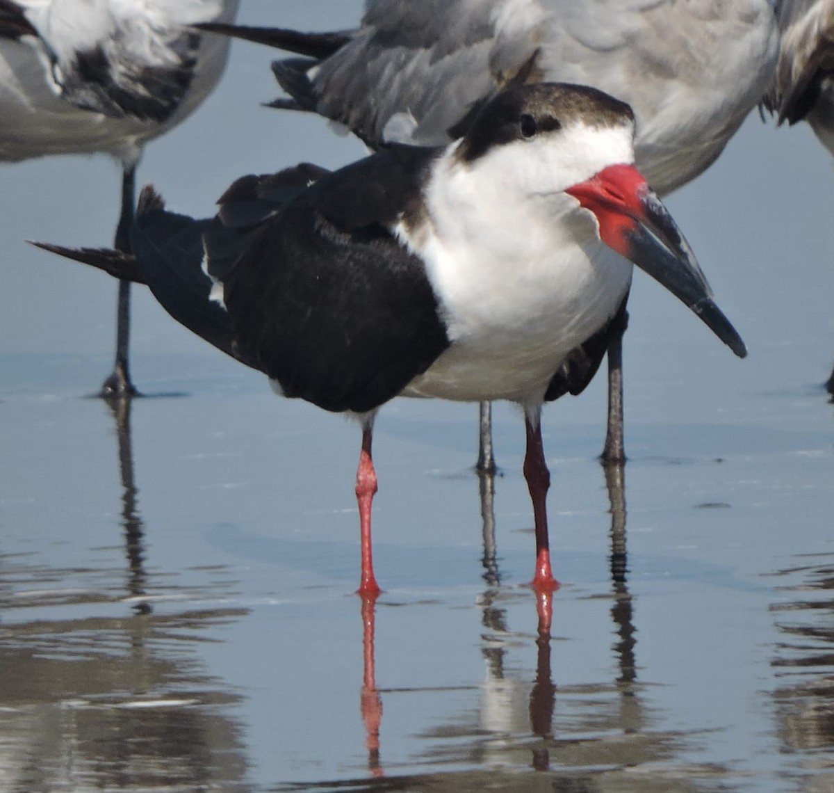 Black Skimmer - Josefa Dolores Barboza Ortiz