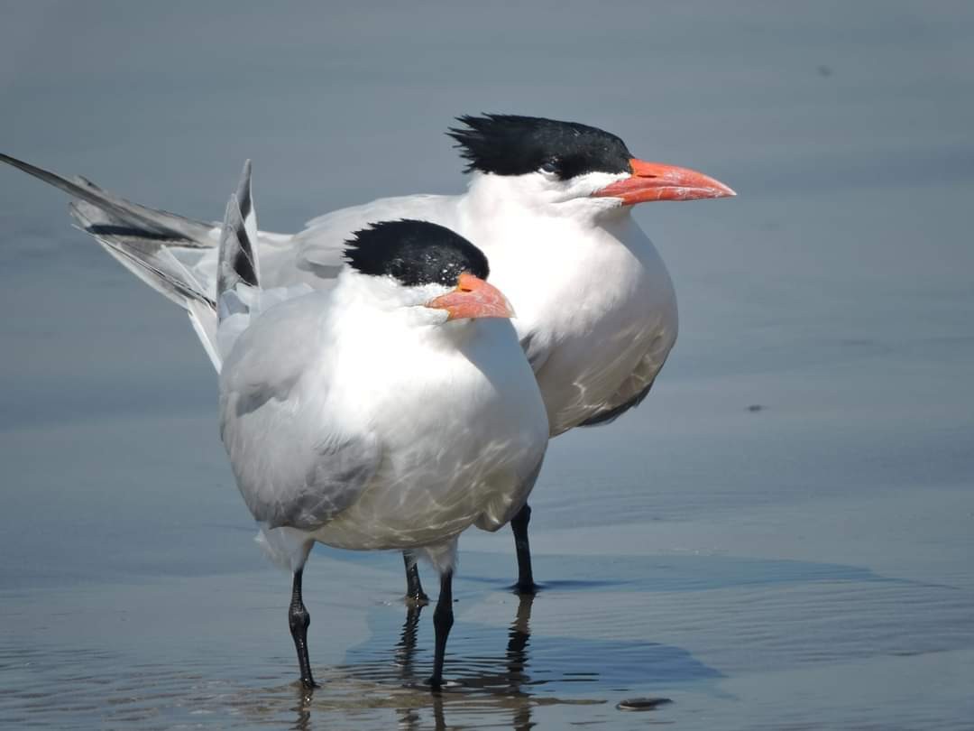 Royal Tern - Josefa Dolores Barboza Ortiz