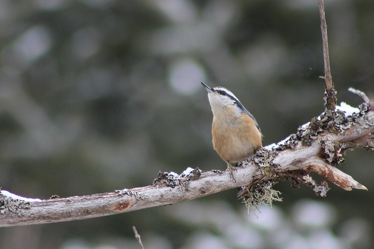 Red-breasted Nuthatch - ML615363021