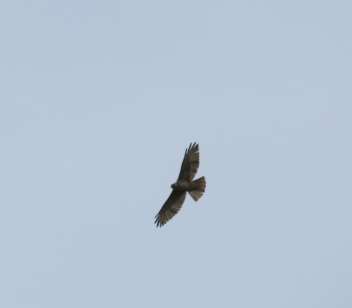 Broad-winged Hawk - ML615363032