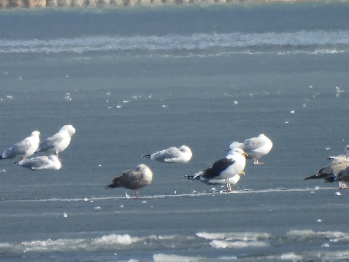 Great Black-backed Gull - Armand  Collins