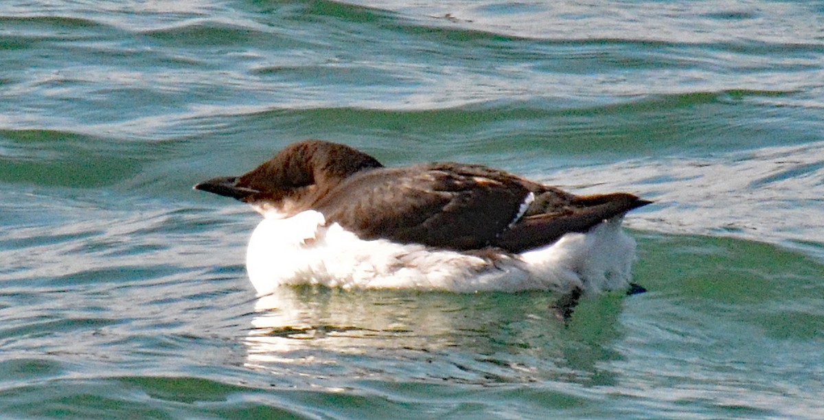 Guillemot de Brünnich - ML615363073